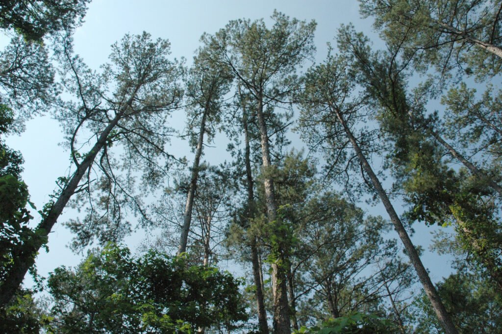 Voluntary carbon markets should continue post 2020. Here’s why