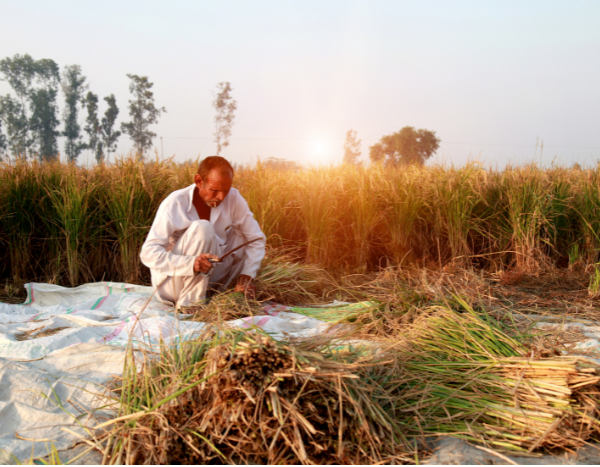India’s rice production takes a hit after patchy rain in several states