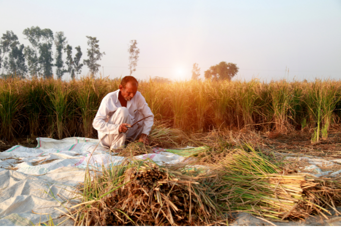 India’s rice production takes a hit after patchy rain in several states