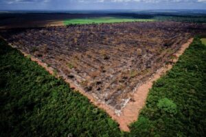 Amazon forest fire destruction Bolsonaro