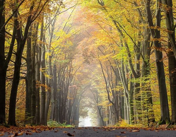 Climate goals overestimate forests’ carbon absorption capacity: Study