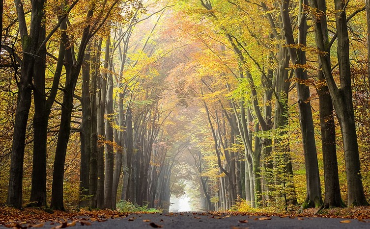 Climate goals overestimate forests’ carbon absorption capacity: Study