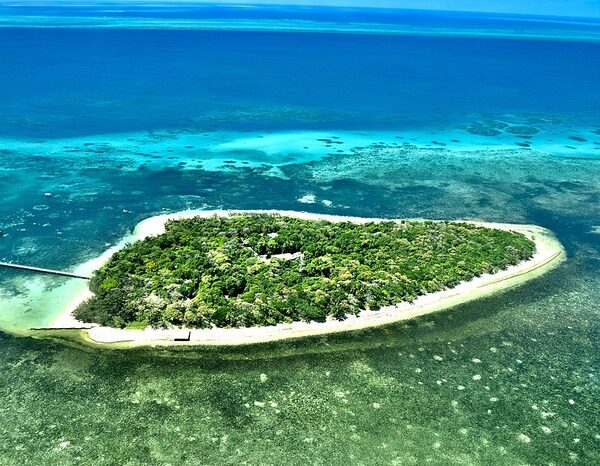 Dying coral reefs can be saved by transplanting from healthy ones: Study