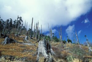 COP26: 100 leaders pledge to end deforestation by 2030