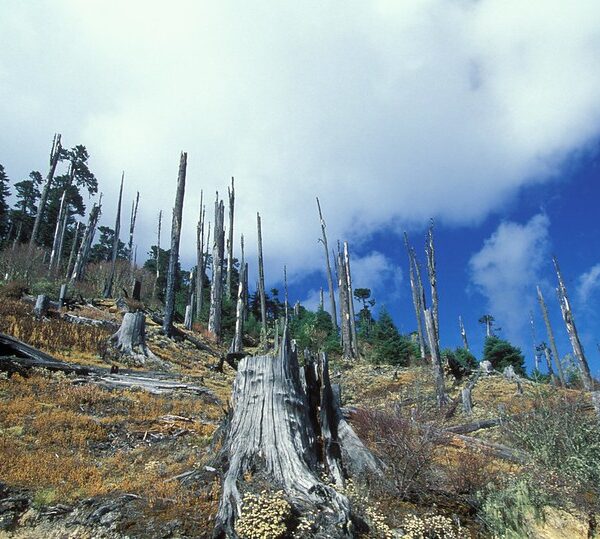 COP26: 100 leaders pledge to end deforestation by 2030