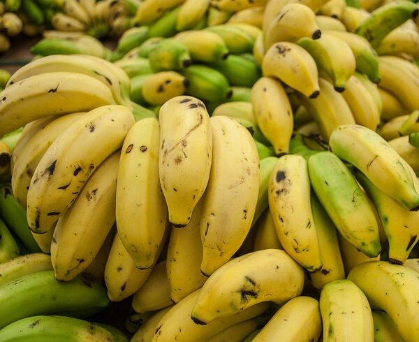 60% of banana growing regions threatened due to rising heat: Report