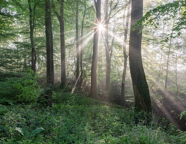 Irreversible forest damage very likely beyond 1.5 °C threshold: Study