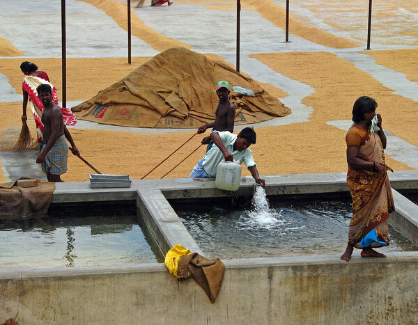 How farm subsidies are draining India’s groundwater reserves