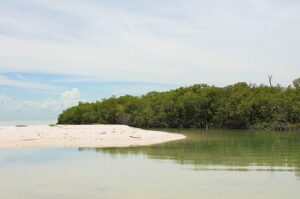 Mangrove coastal protection has dipped 25% in a decade: Report