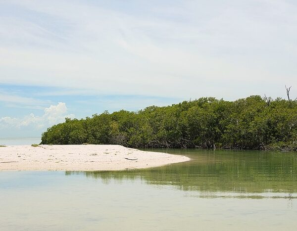 Mangrove coastal protection has dipped 25% in a decade: Report