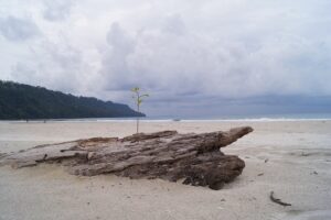 Southwest monsoon enters Andaman and Nicobar region, a week in advance