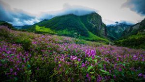 India's biodiversity act