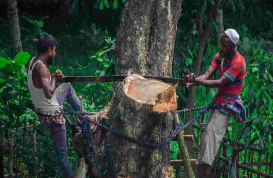 Are India’s forests really growing? Look under the cover, say experts