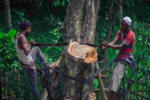 Are India’s forests really growing? Look under the cover, say experts