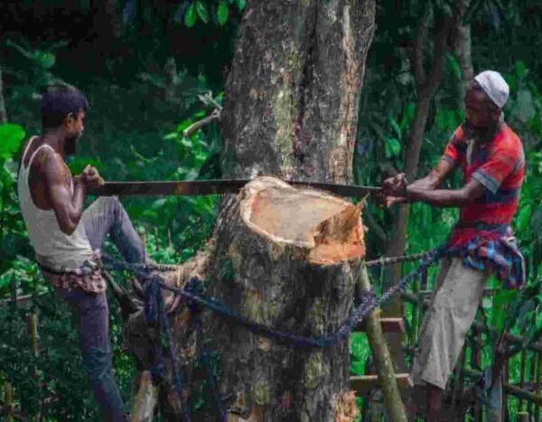 Are India’s forests really growing? Look under the cover, say experts