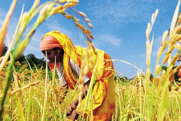 Rice to lose nutrition to warming, poor at risk