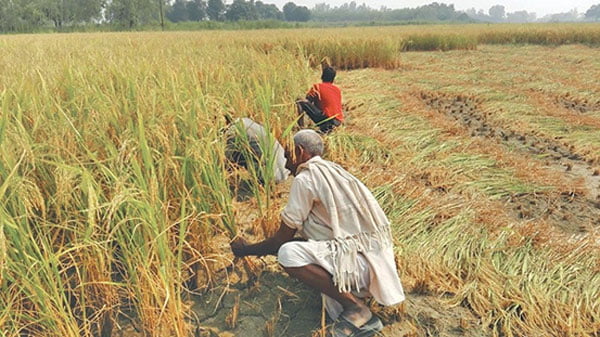 Paddy cultivation drops 30% due to deficient rain