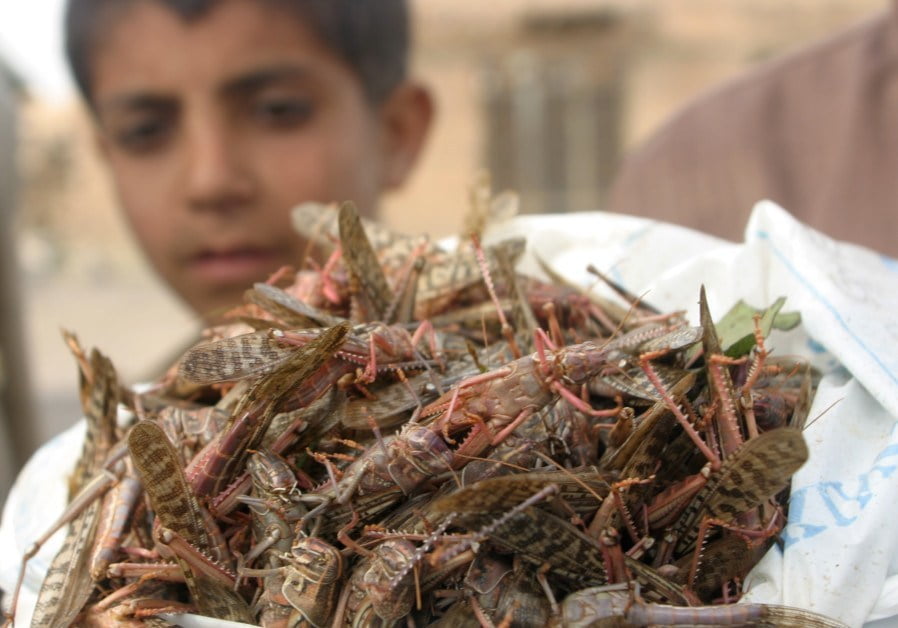 Locust mayhem threatening food security in East Africa