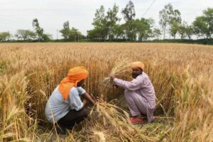 Govt proposal to reduce moisture content limit for wheat, paddy leaves farmers worried
