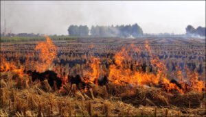 Stubble Burning and Air Pollution: Punjab Experts Speak