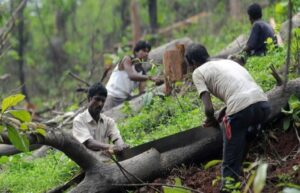 The questionable business of weakening India’s environmental regulation