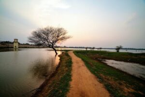 Continued neglect an existential threat for India’s grasslands