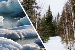 Climate warming is altering food webs and carbon flow in high-latitude areas: Study