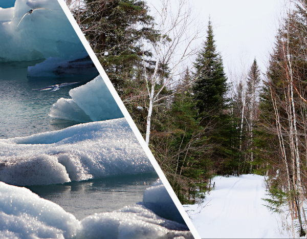 Climate warming is altering food webs and carbon flow in high-latitude areas: Study