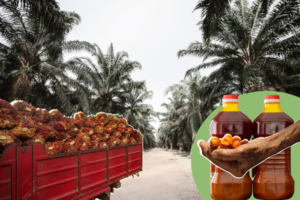 Oil palm