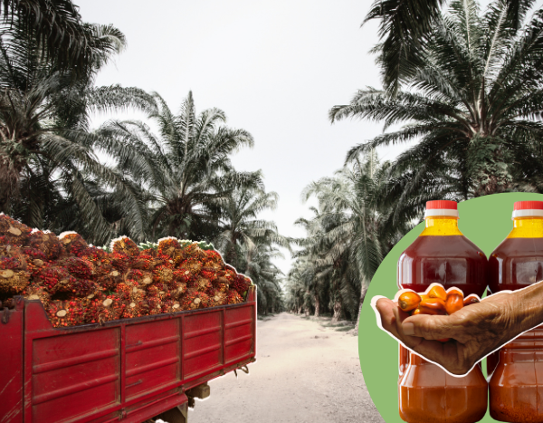 Oil palm