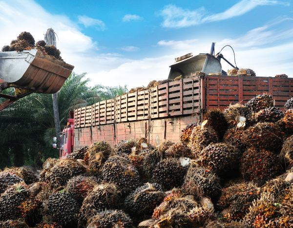 palm oil