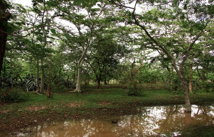 Centre plans to acquire land in protected forest area for mining