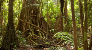 Amazonian trees can’t keep up with rising temperatures: Study