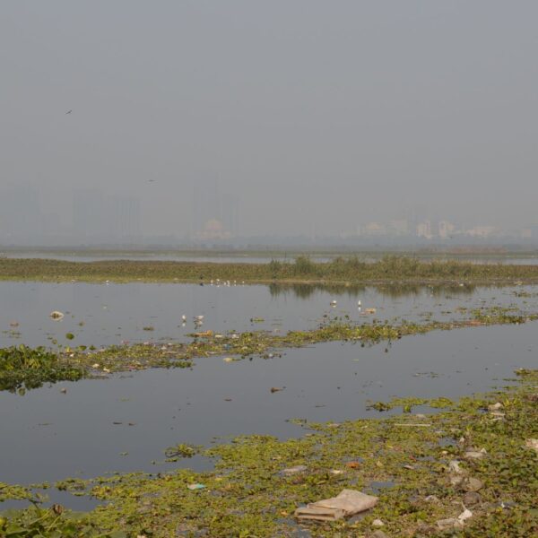 NGT Issues Notice to Centre and UP over Yamuna Pollution in Mathura, Vrindavan