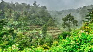 Centre Asks States and UTs to Digitally Map Forest Boundaries