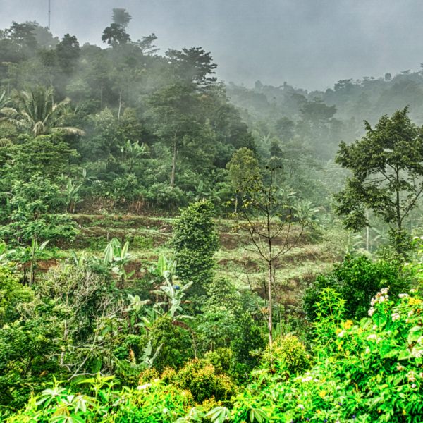 Centre Asks States and UTs to Digitally Map Forest Boundaries 