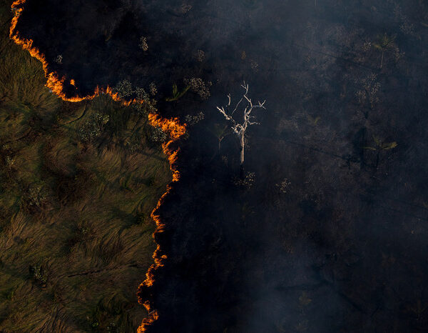 Banks gave $500 billion to firms that degraded Amazon, Indonesian peatlands: Study