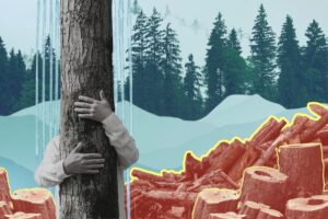 India’s Forests Are Shrinking in Plain Sight