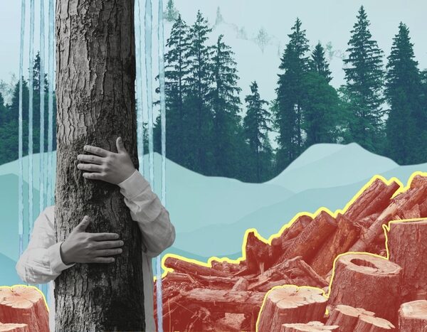 India’s Forests Are Shrinking in Plain Sight