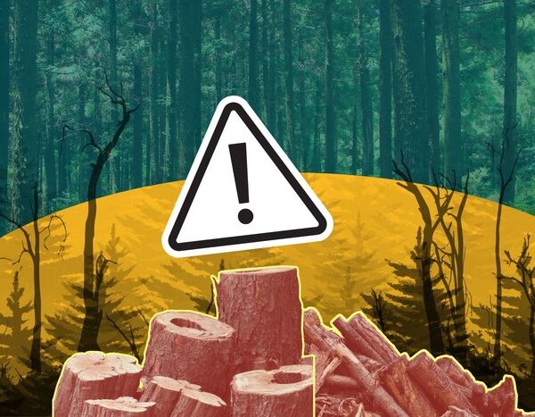 What India risks as its natural forests disappear