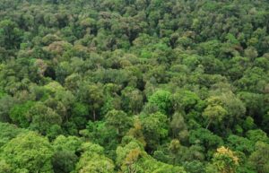 The unflattering reality of India’s lofty plans for its forests
