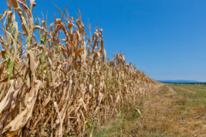 March-like temps in Feb set off alarm bells in India, Centre forms panel to protect wheat crops