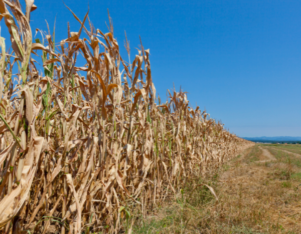 March-like temps in Feb set off alarm bells in India, Centre forms panel to protect wheat crops