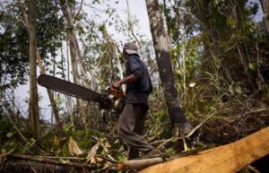 Activists allege several trees were felled in forest area in MP during lockdown; govt to probe