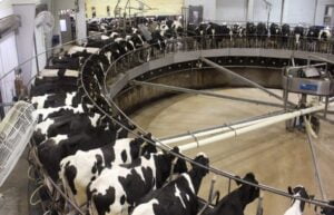 Emissions from dairy sector going unaddressed: IATP report