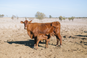 Europe hit by worst drought in 500 years