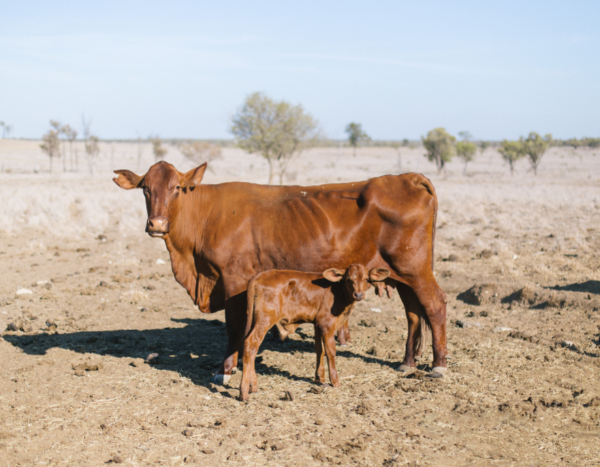 Europe hit by worst drought in 500 years