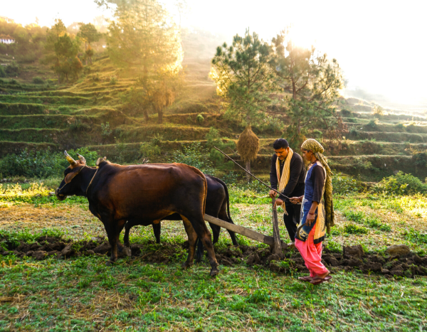 Farmers adapt to climate change even if they don’t believe in it: Study