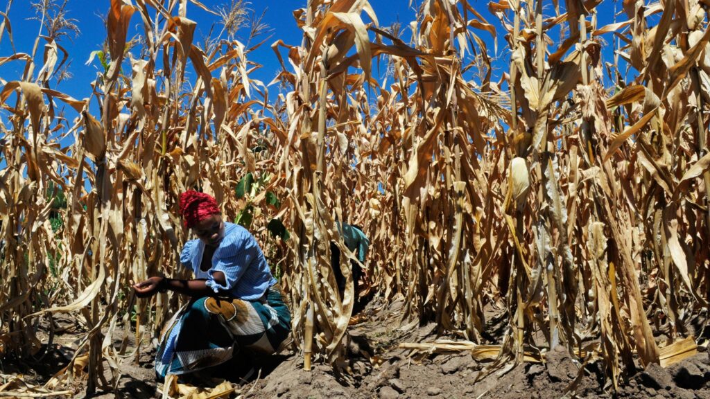 Increased heat-drought combinations induced by climate change could damage crops: Study