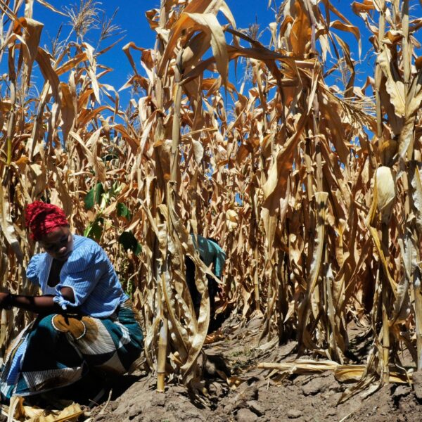 Increased heat-drought combinations induced by climate change could damage crops: Study